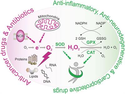 Frontiers | Modulation Of Reactive Oxygen Species Homeostasis As A ...